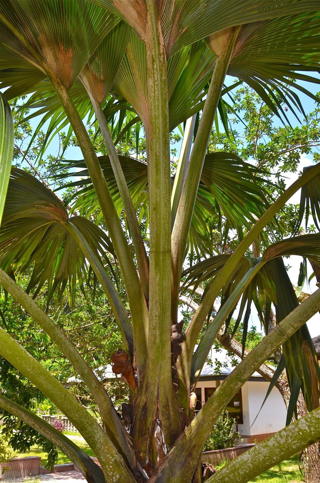 Calou Guest House La Digue Exterior photo